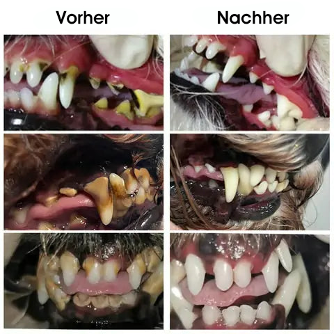 [Offizieller Shop] Yovot® Pet Dental & Digestive Health Oral Liquid – für frischen Atem, weniger Zahnstein, Förderung der Zahnfleischregeneration & stärkere, stabilere Zähne (für Katzen & Hunde) – Heute 70 % sparen!