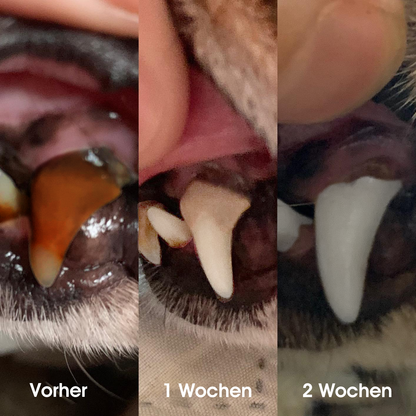 [Offizieller Shop] Yovot® Pet Dental & Digestive Health Oral Liquid – für frischen Atem, weniger Zahnstein, Förderung der Zahnfleischregeneration & stärkere, stabilere Zähne (für Katzen & Hunde) – Heute 70 % sparen!
