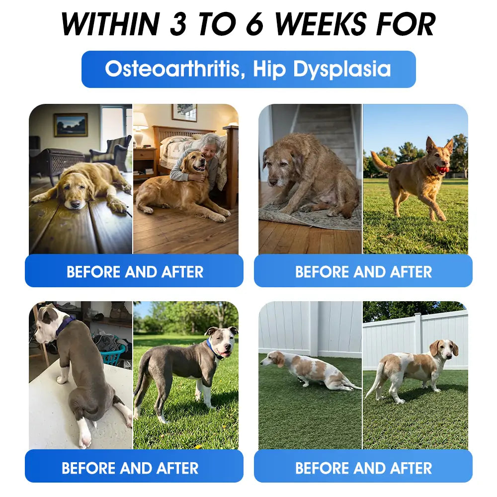 AVA Recommended | Official  Australia 🇦🇺 Store 🐶🐱Yovot® BPC-157 Advanced Joint & Total Body Health Oral Liquid -(For Dogs, Cats & Mammals. One Bottle Daily, Results in 7 Days)