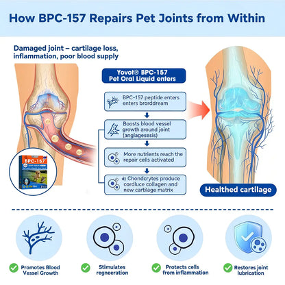 AVA Recommended | Official  Australia 🇦🇺 Store 🐶🐱Yovot® BPC-157 Advanced Joint & Total Body Health Oral Liquid -(For Dogs, Cats & Mammals. One Bottle Daily, Results in 7 Days)
